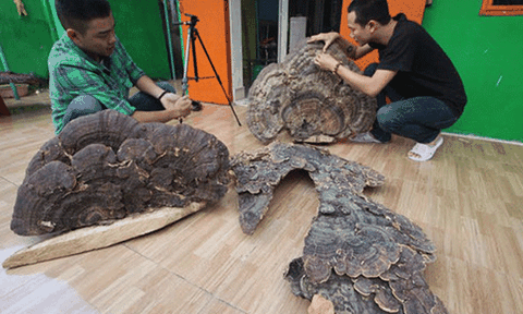 Nấm linh chi 'khủng' có hình dáng kỳ lạ