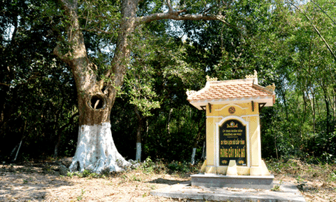 Có một “Rừng cây mang tên Bác” ở Quảng Nam