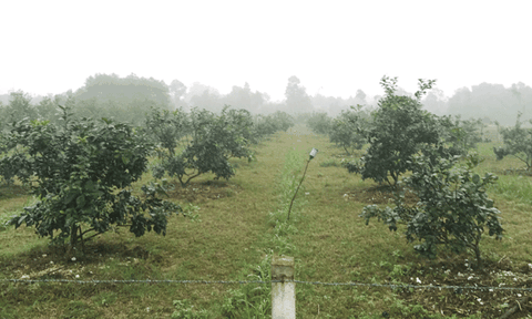 Hương Trạch tập trung phát triển cây ăn quả có giá trị kinh tế cao