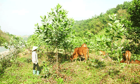  Phát triển chăn nuôi ở huyện Như Xuân, hiệu quả từ một nghị quyết