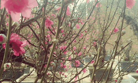 Đào rộn ràng xuống phố mang Tết đến gần hơn với người dân Thủ đô