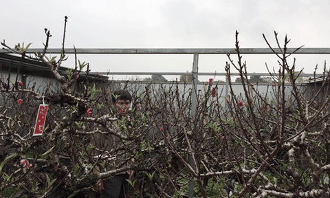 Đào Thất Thốn giá nghìn đô cháy hàng trước Tết Đinh Dậu