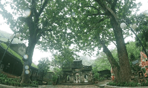 Cận cảnh 7 cây di sản độc đáo tại Đà Nẵng