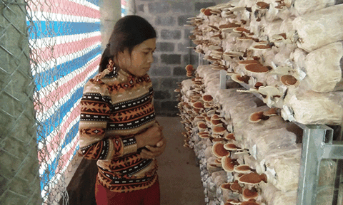 Hiệu quả từ một mô hình sản xuất nấm sạch