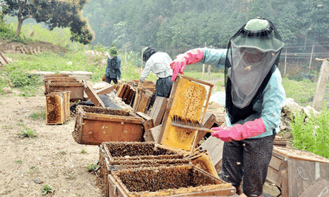 Niềm đam mê xuyên rừng săn ong mật cùng bí quyết hánh ong... 