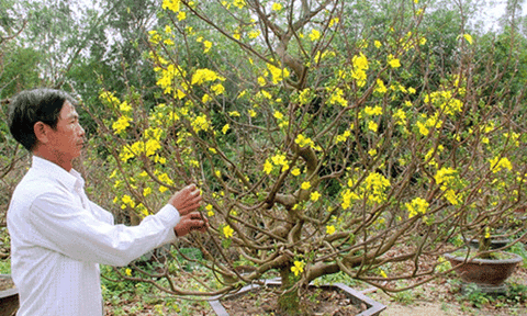 Nhà nông thu nửa tỉ đồng cho thuê mai tết