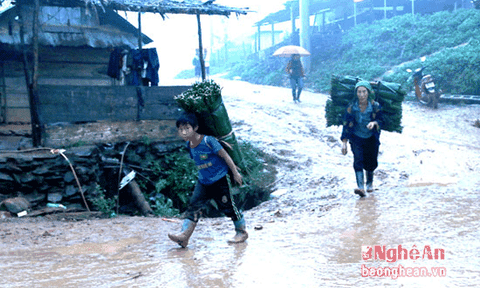 Lá dong lên giá, người dân kiếm tiền triệu mỗi ngày