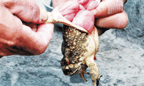 Ăn thịt cóc, 2 vợ chồng tử vong