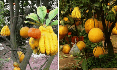 Làng nghề hối hả thu hoạch ngày cuối năm