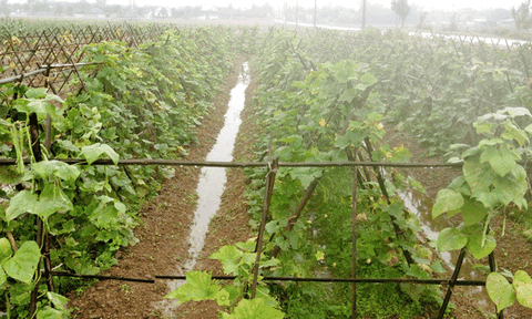 Đảng bộ xã Diễn Lộc lãnh đạo phát triển toàn diện trên tất cả các lĩnh vực