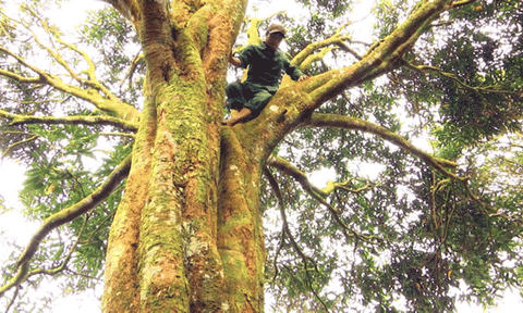 Vườn quế cổ thụ dưới chân núi Ngọc Linh