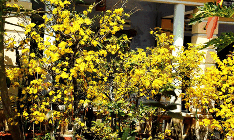 Con đường hoa mai độc đáo ở Nha Trang