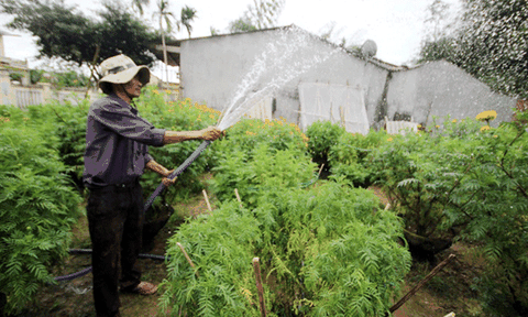 Tết dân vùng rốn lũ ven sông Vệ ôm cả đống nợ tiền khách đặt cọc mua hoa... 