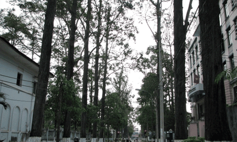 Thành phố của cây cổ thụ