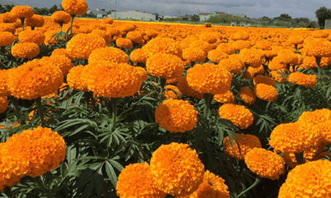 Làng hoa vạn thọ chuẩn bị đón xuân