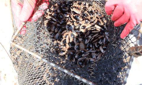 Đổi cả tính mạng để “săn” thủy sản đáy sông kiếm tiền triệu