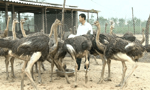 Kỳ Hưng nỗ lực giữ vững các tiêu chí vươn lên thành xã NTM bền vững, kiểu mẫu