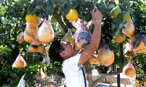 Bưởi cảnh giá chục triệu đến phố biển