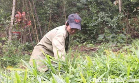 Gừng trồng bao bội thu mùa Tết