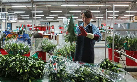 Hoa công nghệ cao Đà Lạt đón Tết