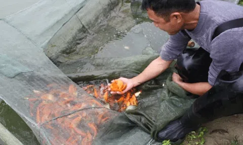 Thăm làng nuôi cá chép tiễn ông Táo chầu trời