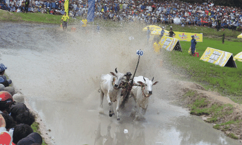 Châu Đốc tung "chiêu mới" để hút khách du lịch 