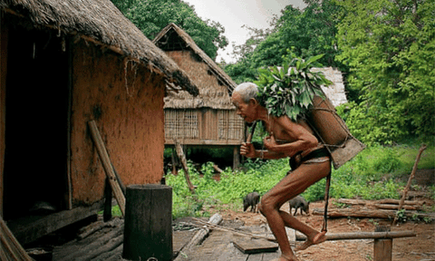 Nghề săn kiến vàng kiếm tiền triệu ở Gia Lai