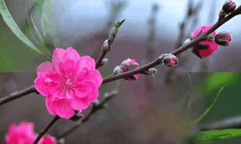 Hoa đào trong ký ức người xa quê