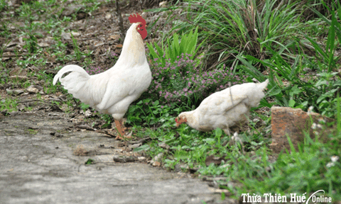 “Huyền tích” ả ổi cờ lỏ