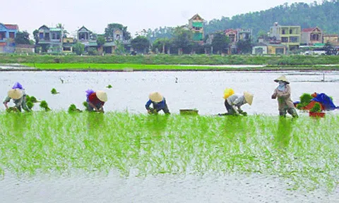 Thanh Hóa: Nô nức xuống đồng gieo cấy lúa chiêm xuân 2016 - 2017