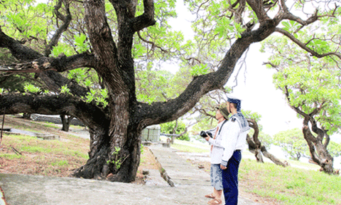 Cây di sản ở Trường Sa