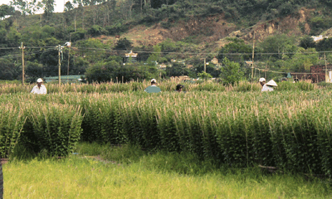 Vùng đất của những làng nghề 