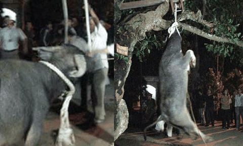 “Sẽ không có cảnh treo trâu” tại lễ hội đền Đông Cuông