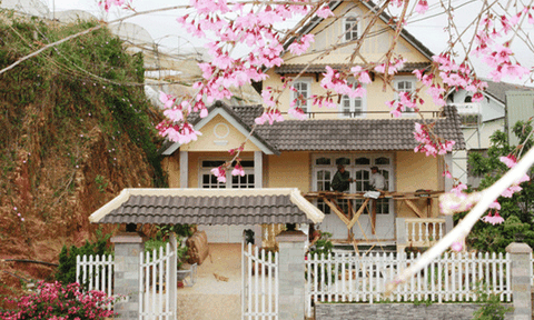 Lâm Đồng bất ngờ hủy lễ hội hoa mai anh đào 