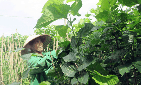 Nông dân "phất lên" nhờ nghề trồng dâu nuôi tằm