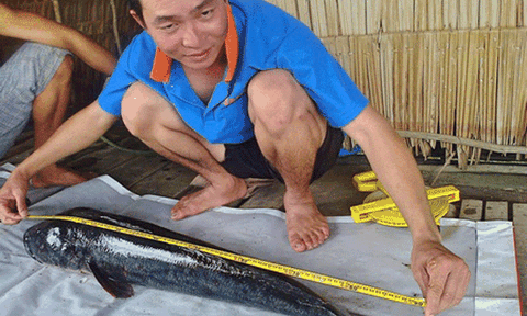 Cá lóc bông khủng dày đặc ở Láng Sen