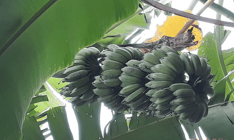 Chuối Rằm: Làm chơi, ăn thật