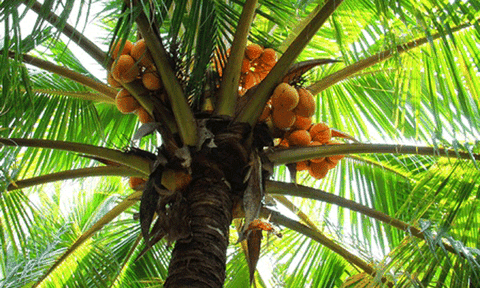 Gặp "vua dừa" Bến Tre