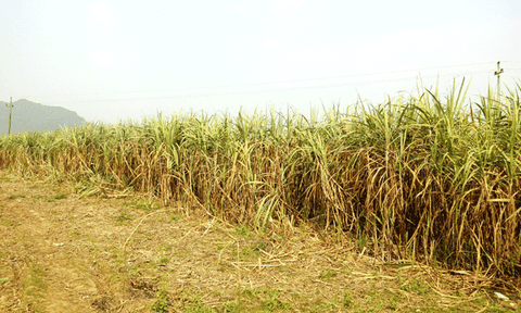 Xã Tân Xuân: Năm 2016, nhiều chỉ tiêu về kinh tế - xã hội đạt và vượt 