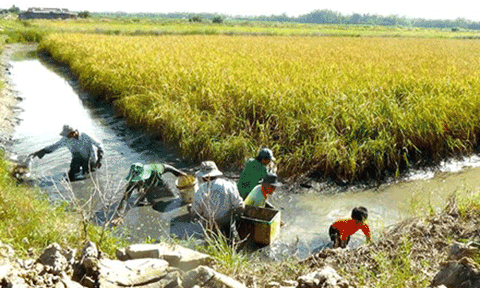 Tát đìa miền Tây