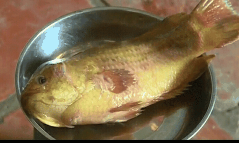 Kéo nhau đi xem cá rô nửa ký màu vàng lạ 