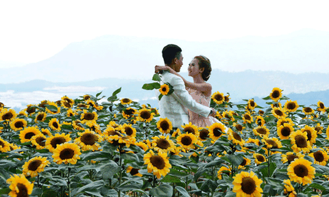 Chuyển hoa Tết ế thành điểm tham quan thu tiền