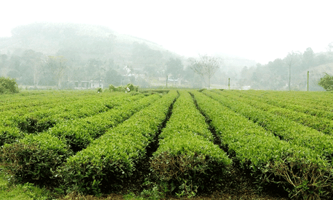 Thanh Đức: Năm 2017, thực hiện đồng bộ nhiều giải pháp để phát triển kinh tế - xã hội