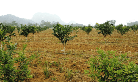 Xã Tân Long: Năm 2016, kinh tế - xã hội tiếp tục ổn định và phát triển bền vững