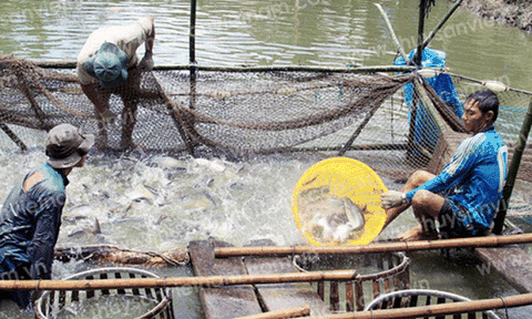 Đồng Tháp: Nông dân đổi đời từ khuyến ngư 