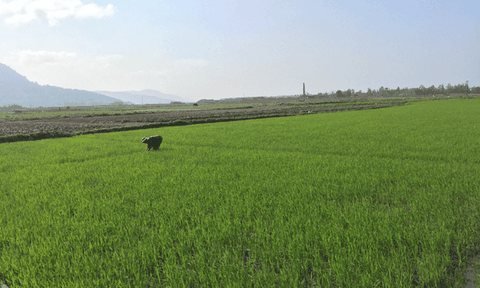 Cổ Đạm phấn đấu để trở thành xã nông thôn mới kiểu mẫu