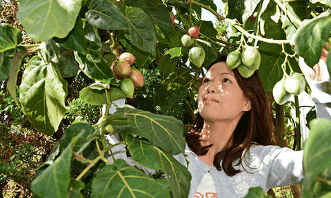 Trồng thành công cà chua thân gỗ