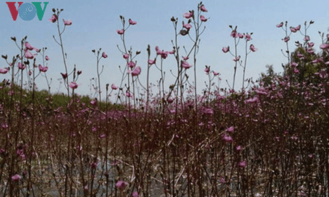 Du khách đắm mình ngắm hoa nhĩ cán tím tại Vườn Quốc gia Tràm Chim