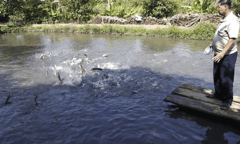 Nông dân cù lao Mây khóc vì... cá lóc