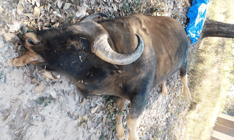 Kon Tum: Xác bò tót 800kg sẽ phục vụ việc nghiên cứu 